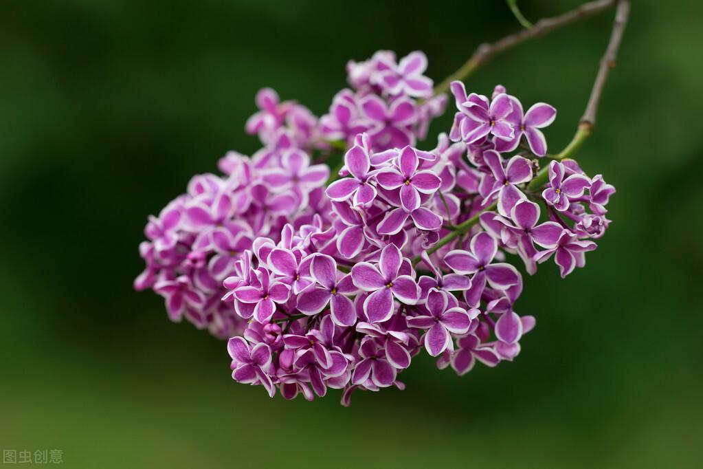 丁香花几月份开花怎么样