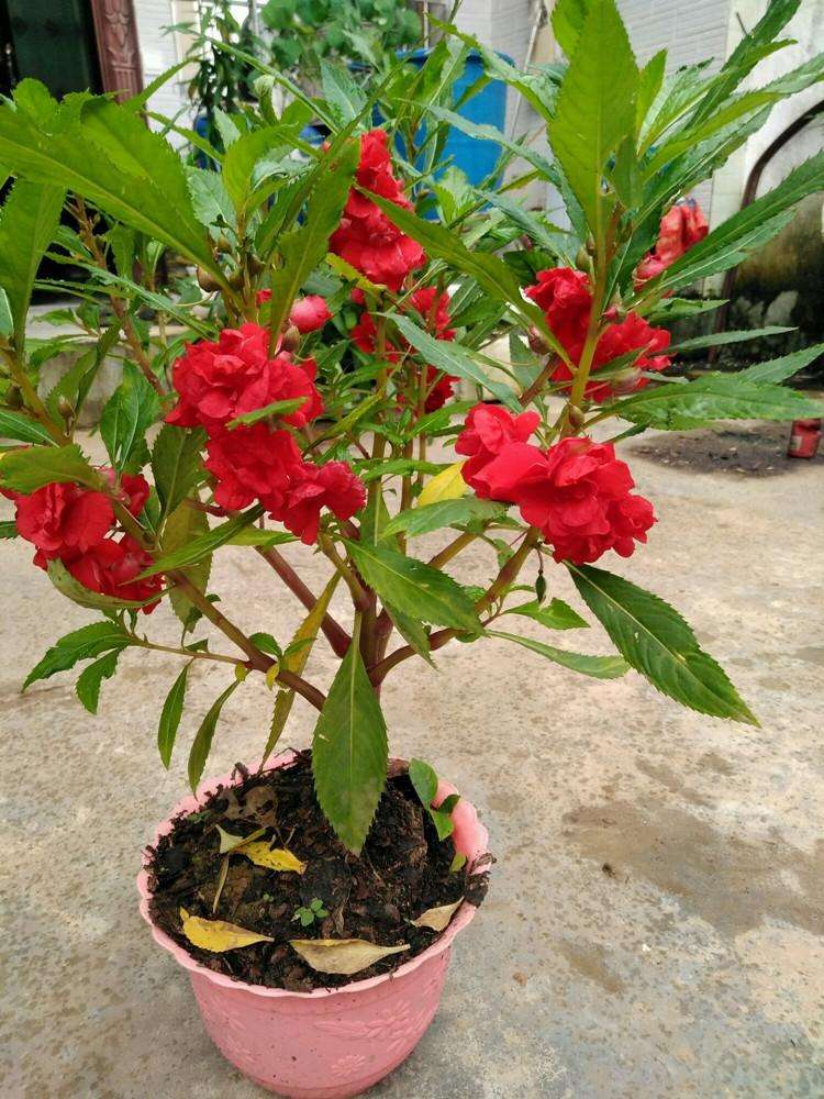 凤仙花生长过程