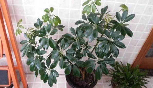 鸭掌木放客厅大忌