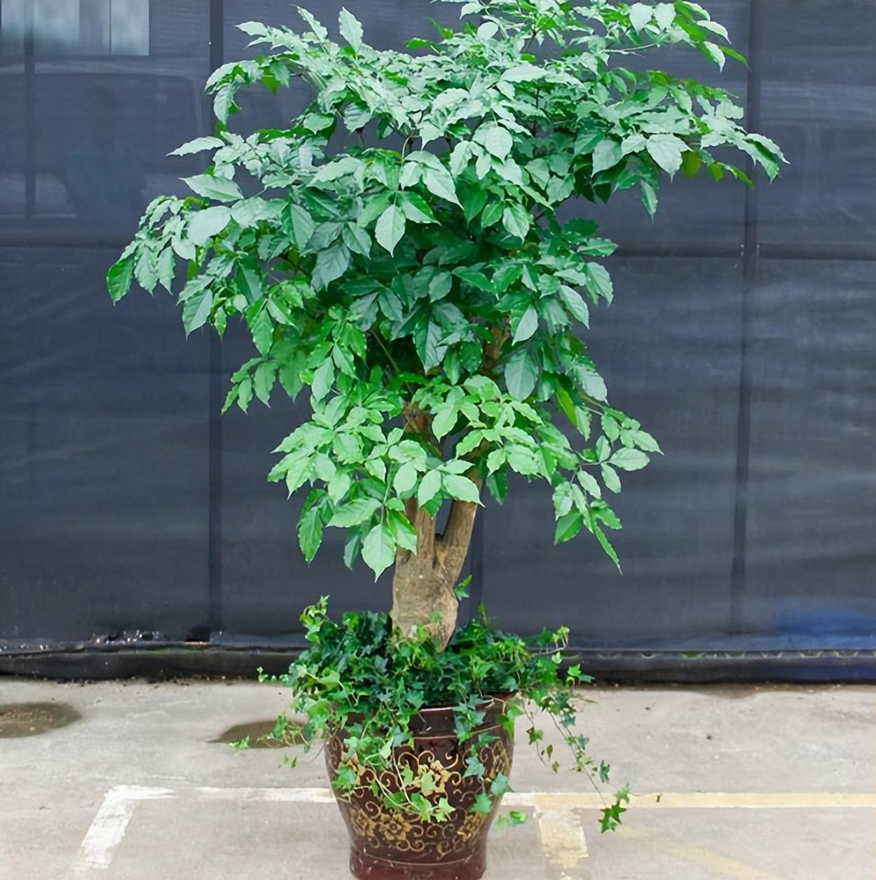 客厅适合摆放的十大植物