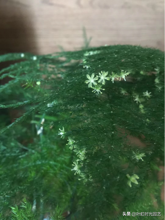 文竹开花十大预兆是什么