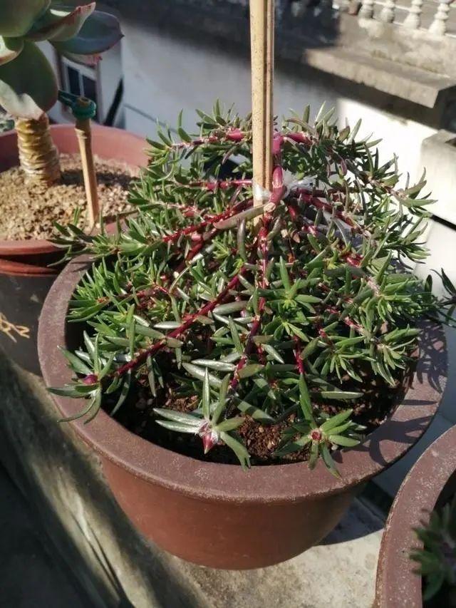 在室内太阳花好养吗