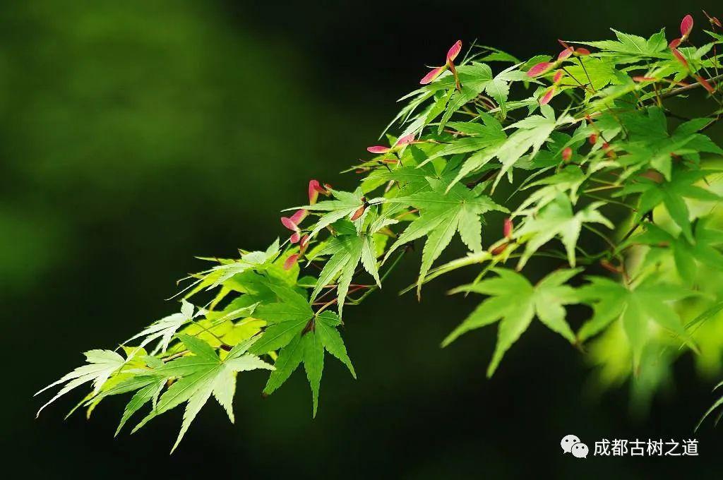 鸡爪槭树和红枫的区别是什么