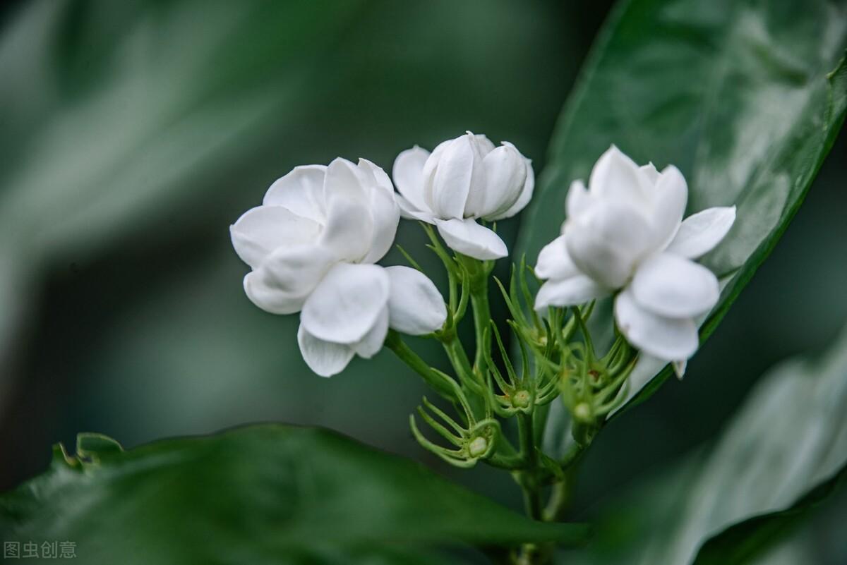 家里养茉莉花好吗