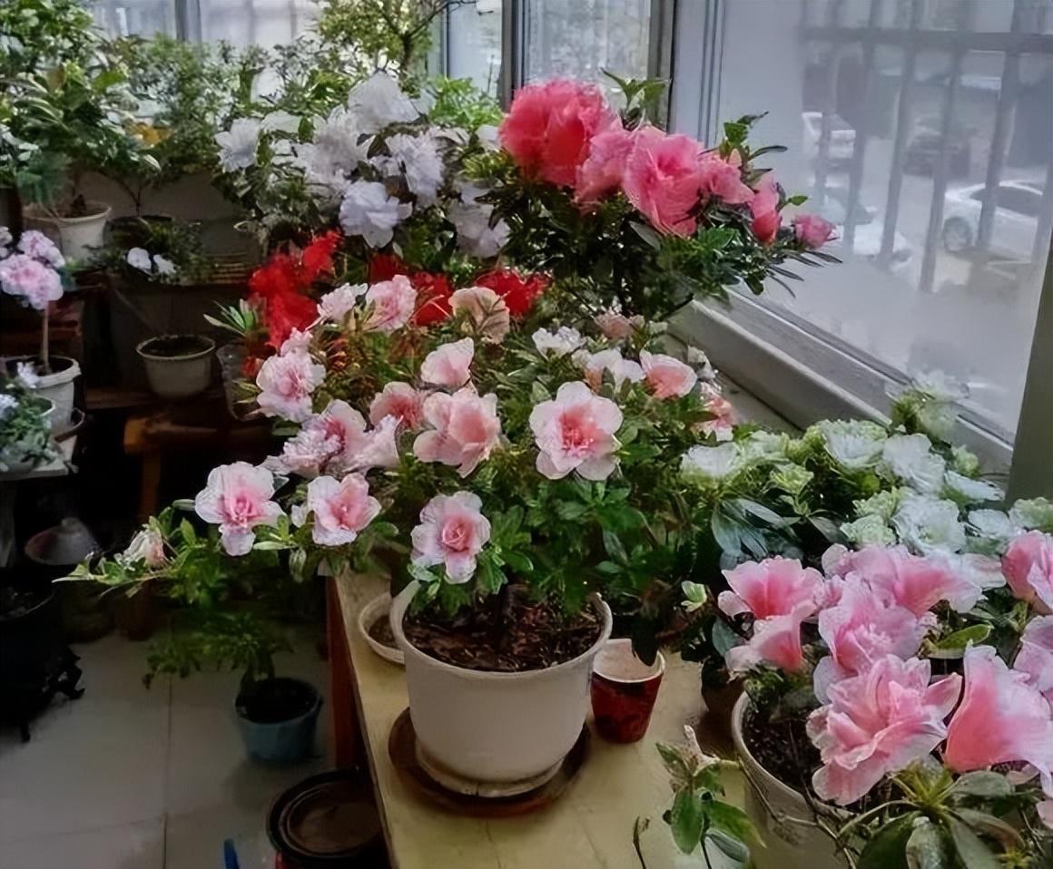 家里为什么不放杜鹃花