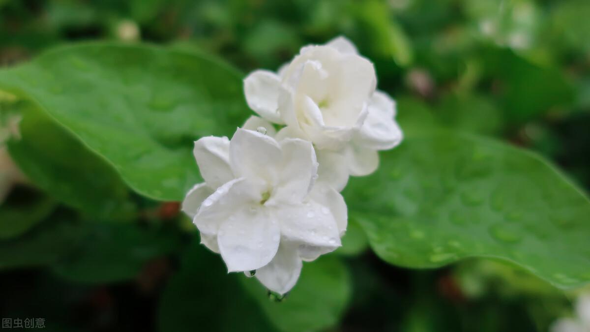 家里养茉莉花好吗