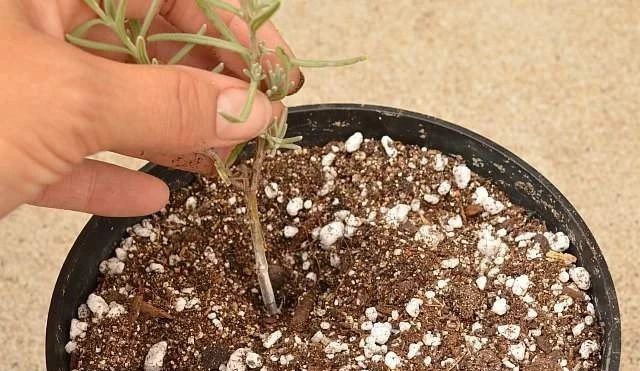 薰衣草的种植条件是什么
