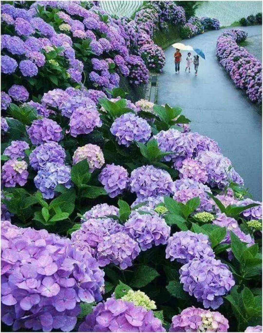 绣球花喜欢阳光还是阴凉的