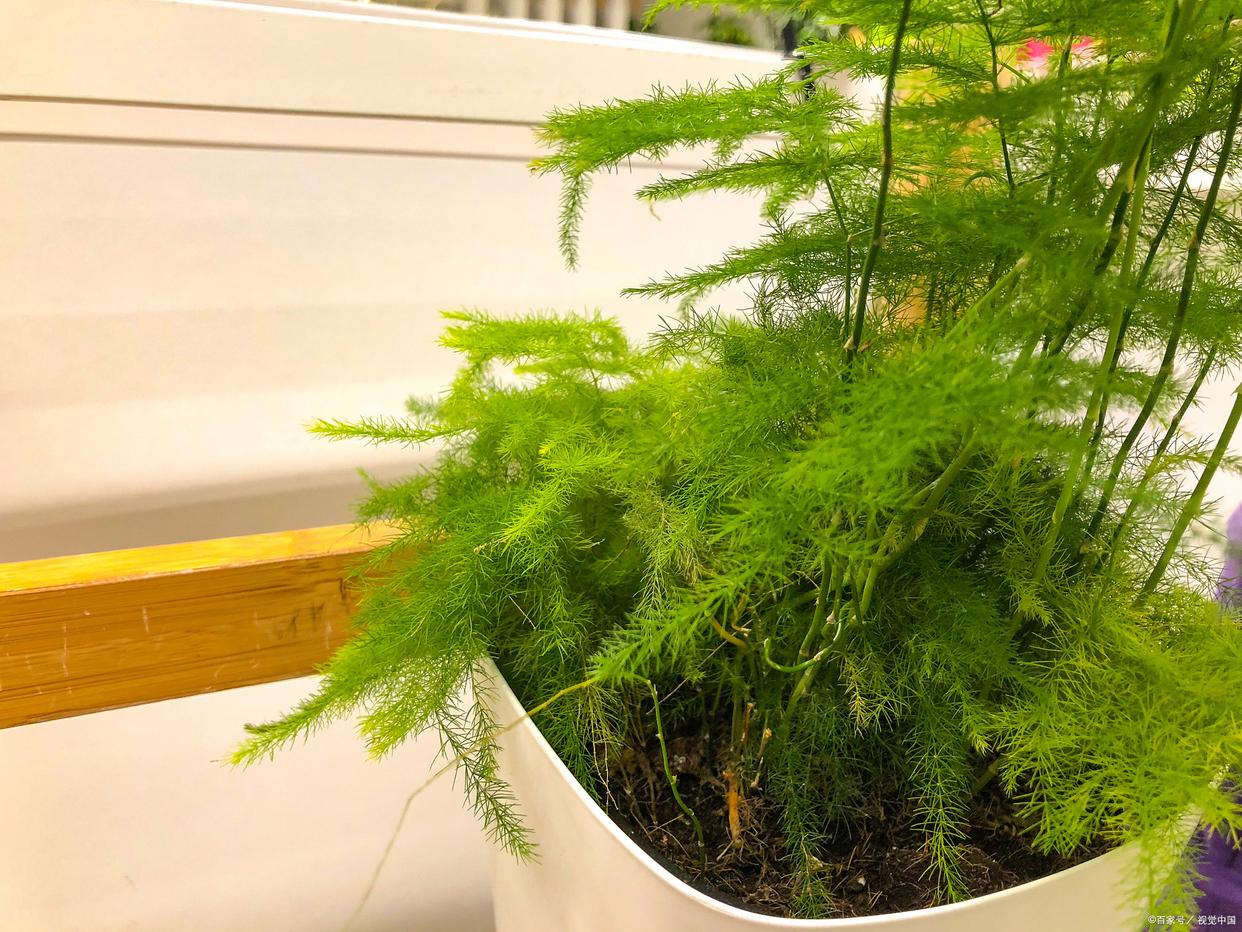 文竹开花寓意什么兆头