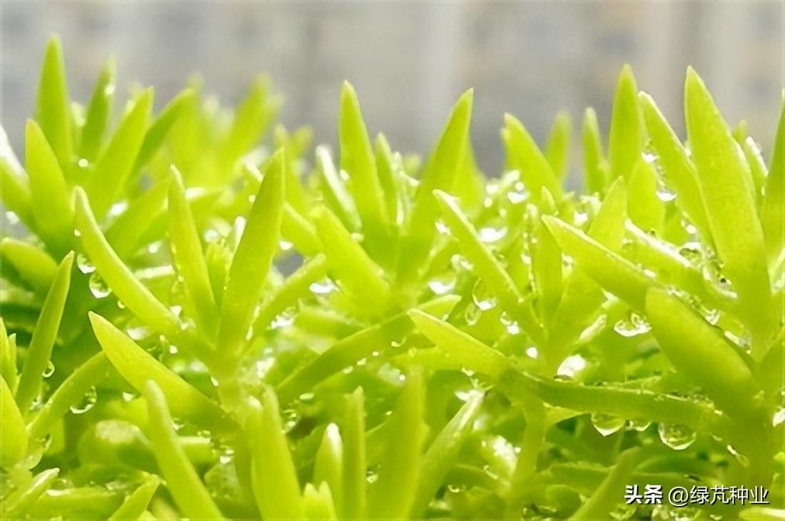 佛甲草冬季怎么处理最好
