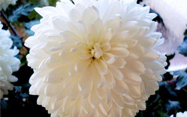 白色菊花的寓意是什么