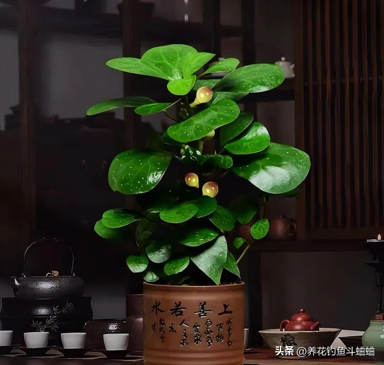 小盼菩提树怎么养才长得好