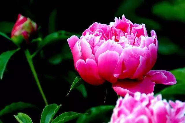 为什么家里不能养芍药花