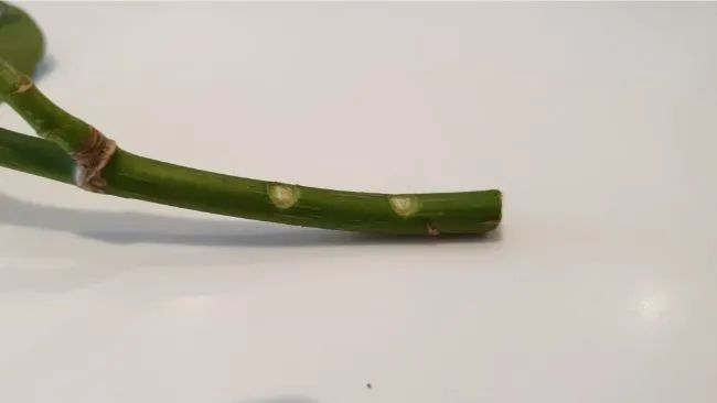 常春藤可以扦插繁殖吗