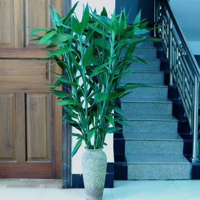 寓意好的花有哪些品种