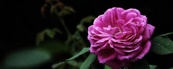 月季花浇水怎么浇好