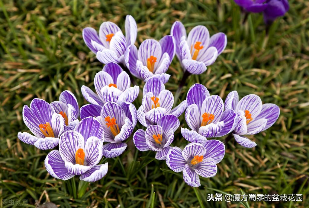 金钱番红花花语是什么