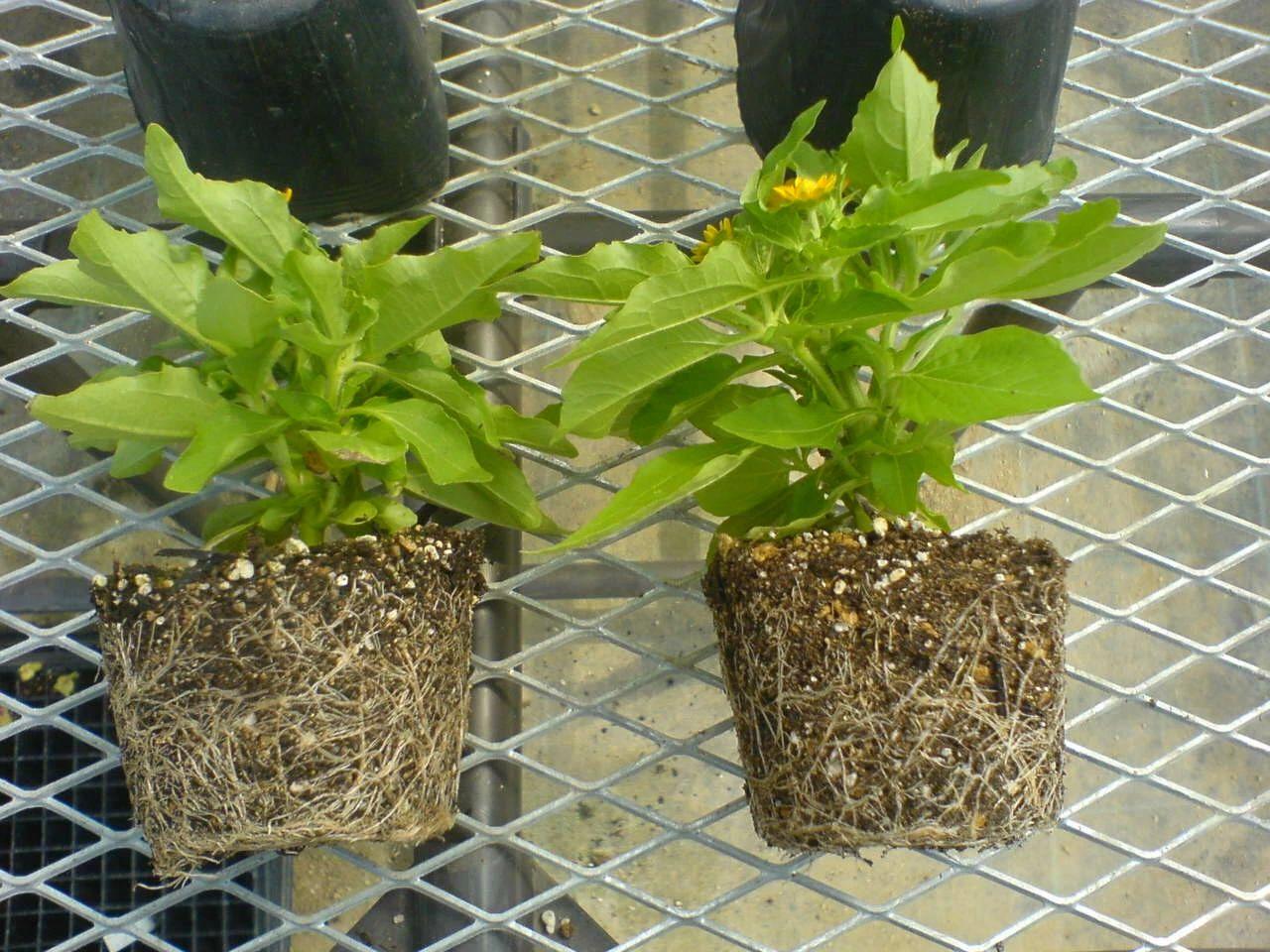 新手种花种子入门建议怎么写