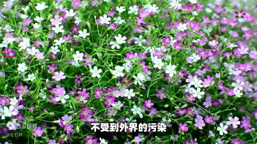 满天星的寓意和花语