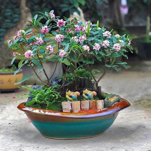 最香的花是什么花