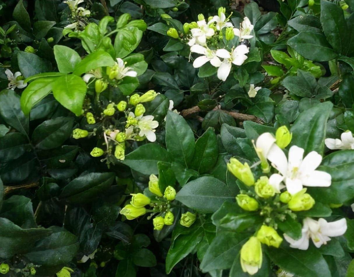 香水百合花有毒吗适合在室内养吗
