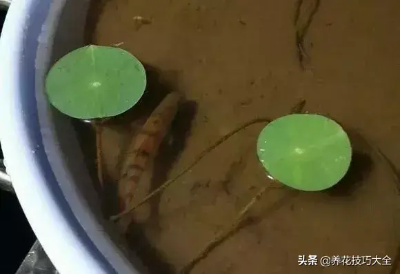 种植碗莲的方法和技巧