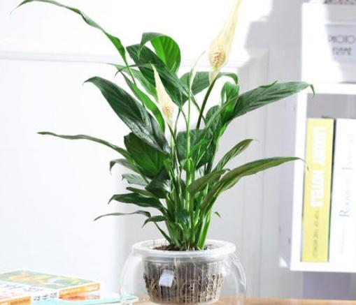 一帆风顺花用水怎么养