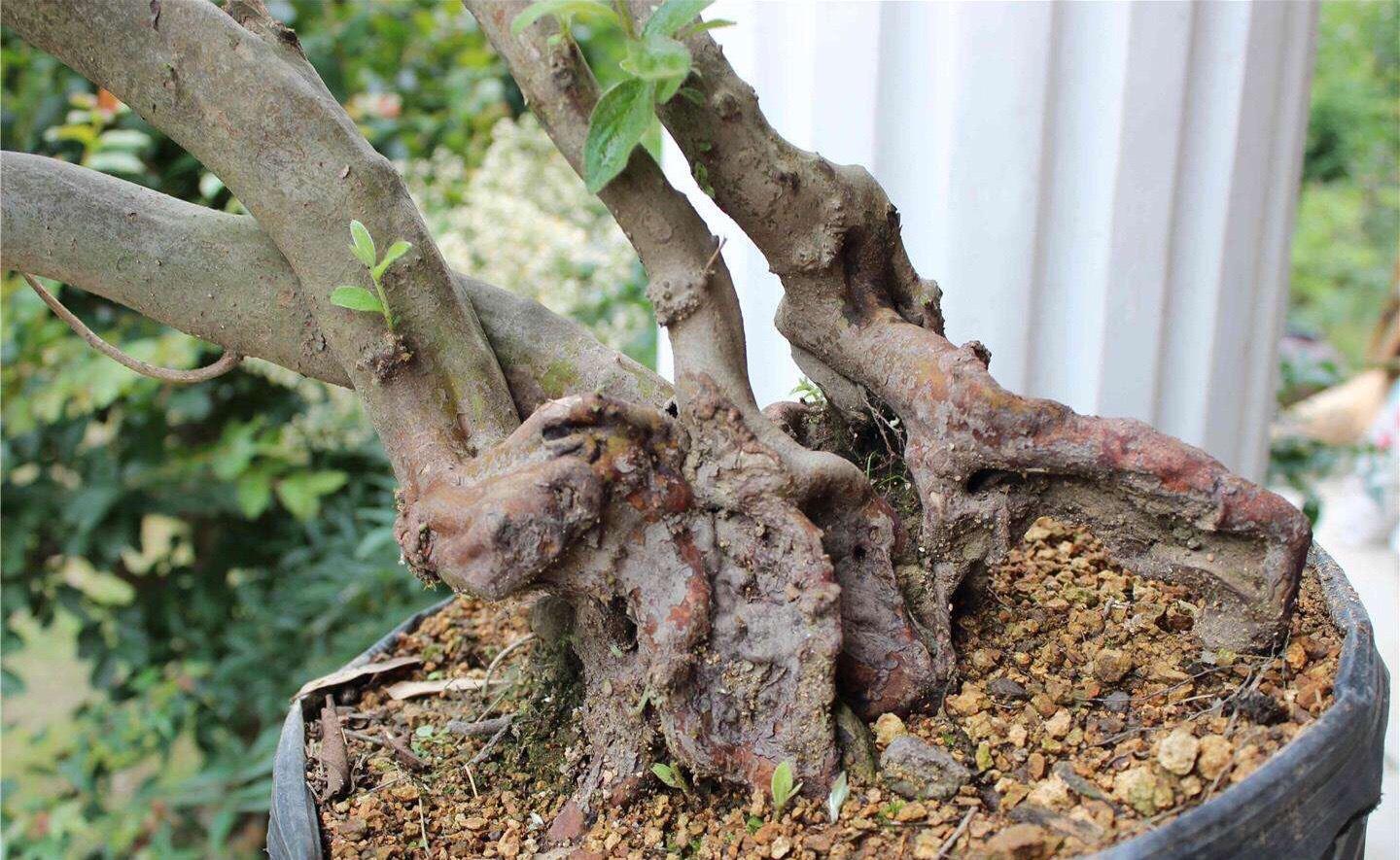 春鹃开花时间是几月