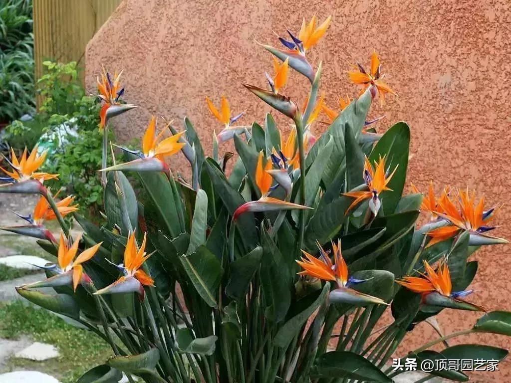 围栏种什么植物好看