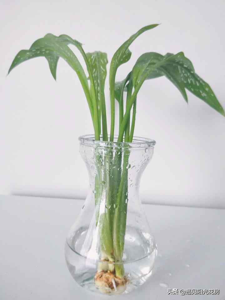 马蹄莲怎么养在水中好