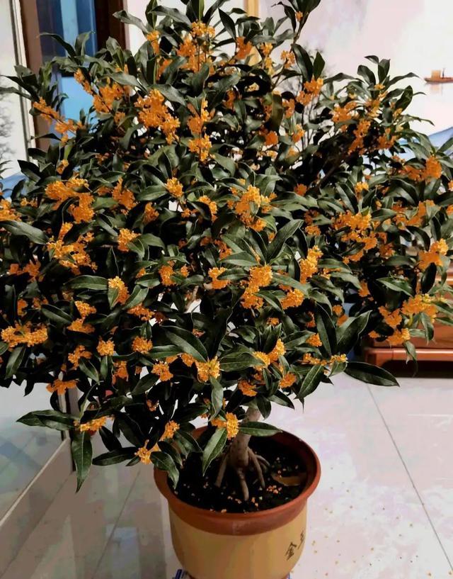 寓意好的花有哪些品种