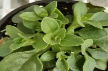 重瓣矮牵牛一年开几次花