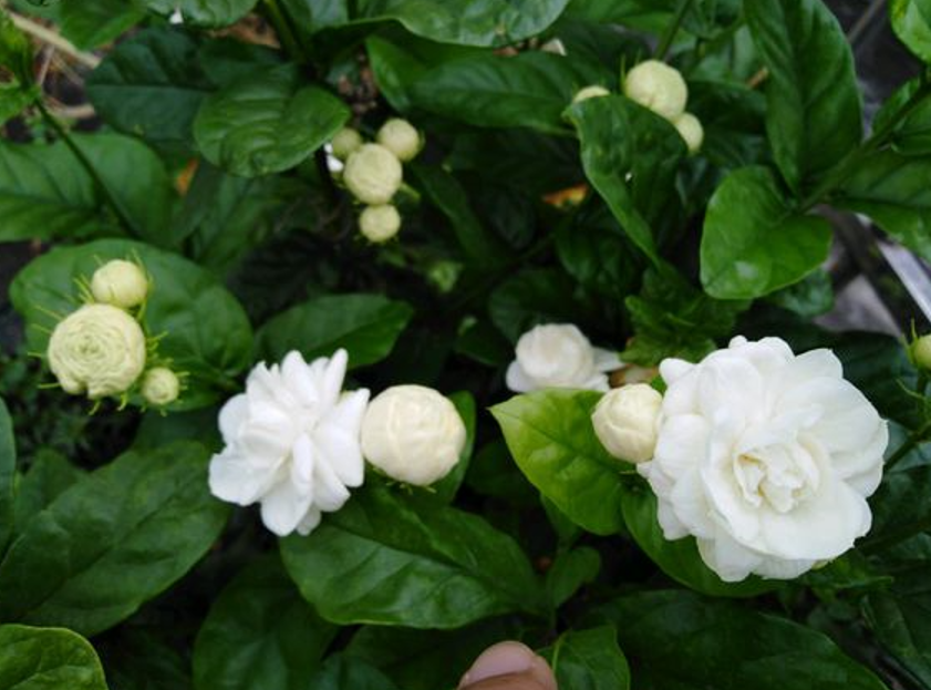 茉莉花种植条件和方法