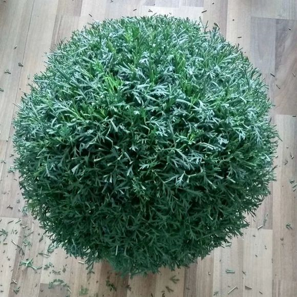 玛格丽特花吉利吗
