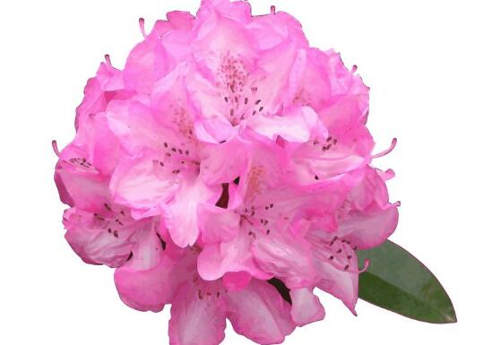 杜鹃花什么时候开花