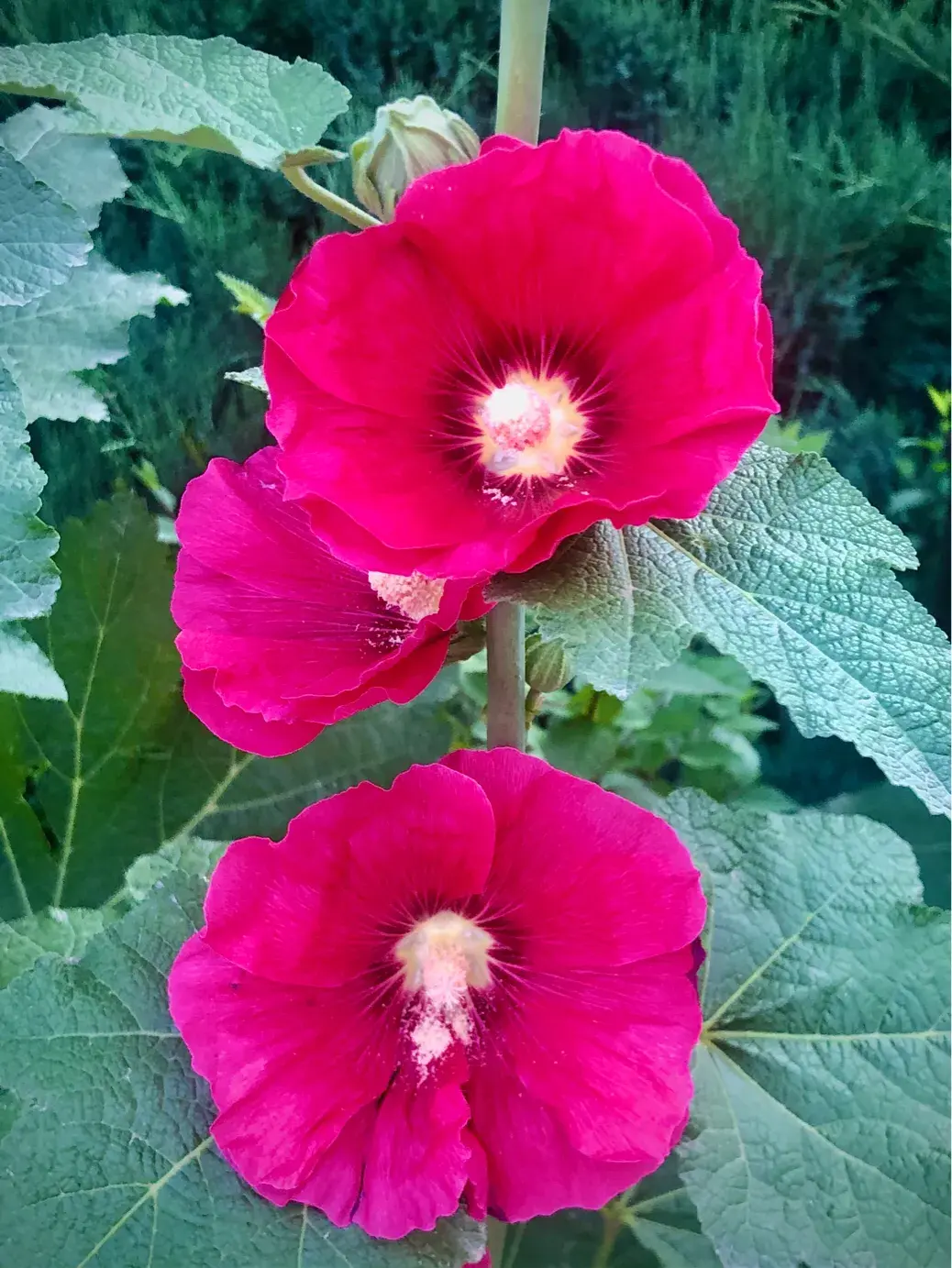 蜀葵花语和寓意