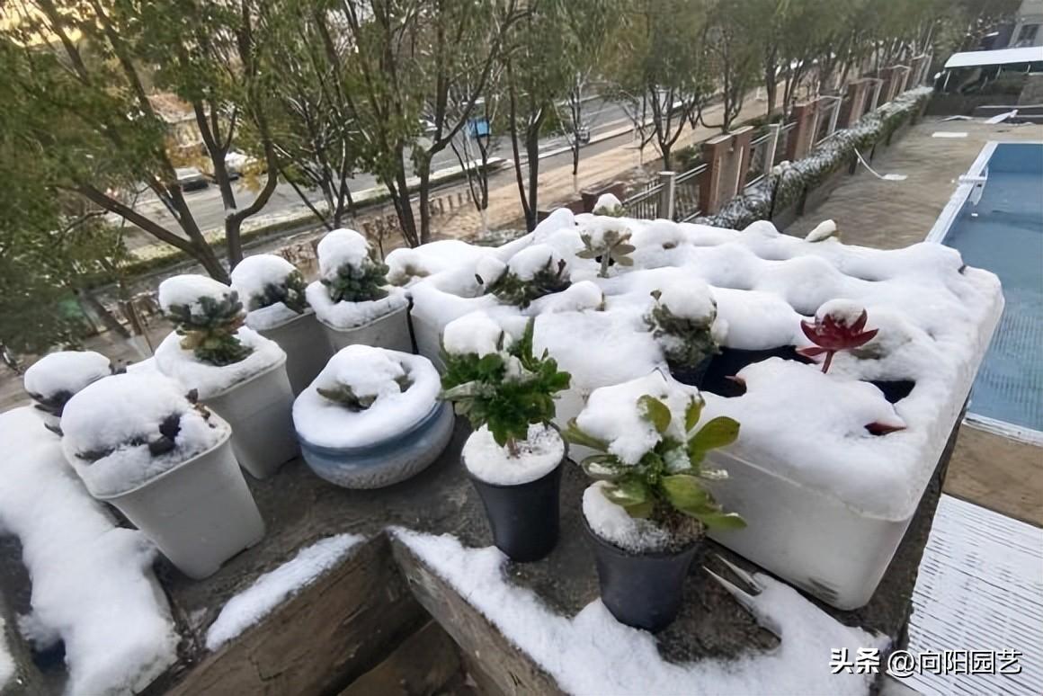 晚上3到4度多肉在外面可以吗