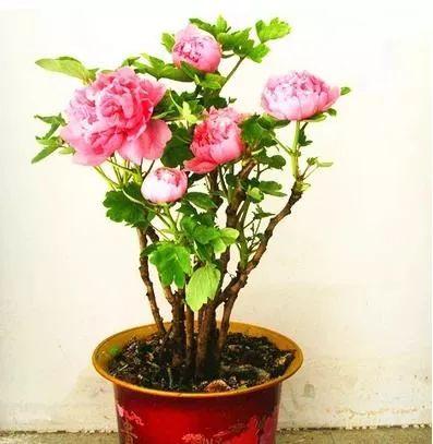 芍药种农村庭院的风水禁忌