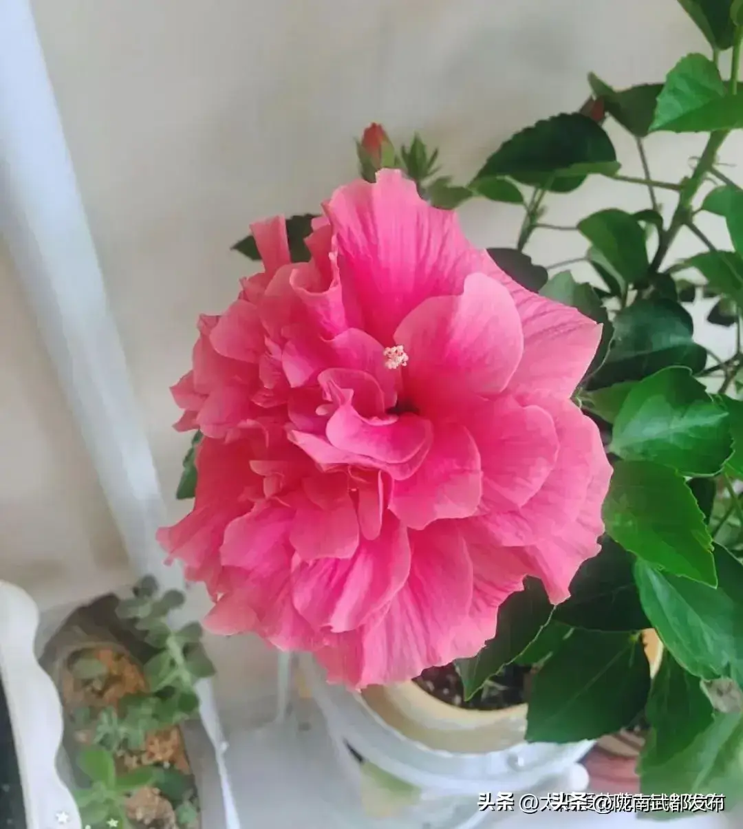 四季开花好养活又好看的花盆栽有哪些
