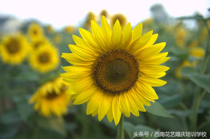 太阳花的花语是什么意思