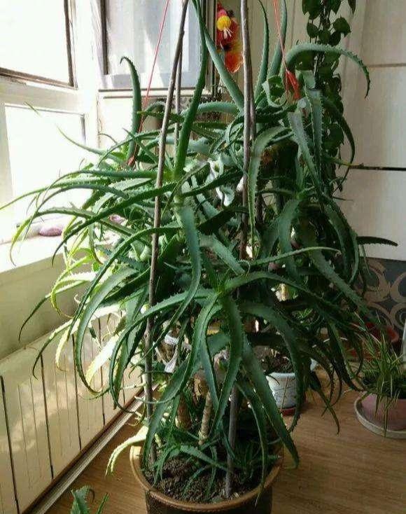 芦荟喜欢阳光还是喜欢阴的地方