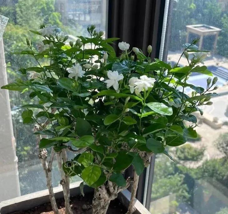 喜碱性植物花卉大全