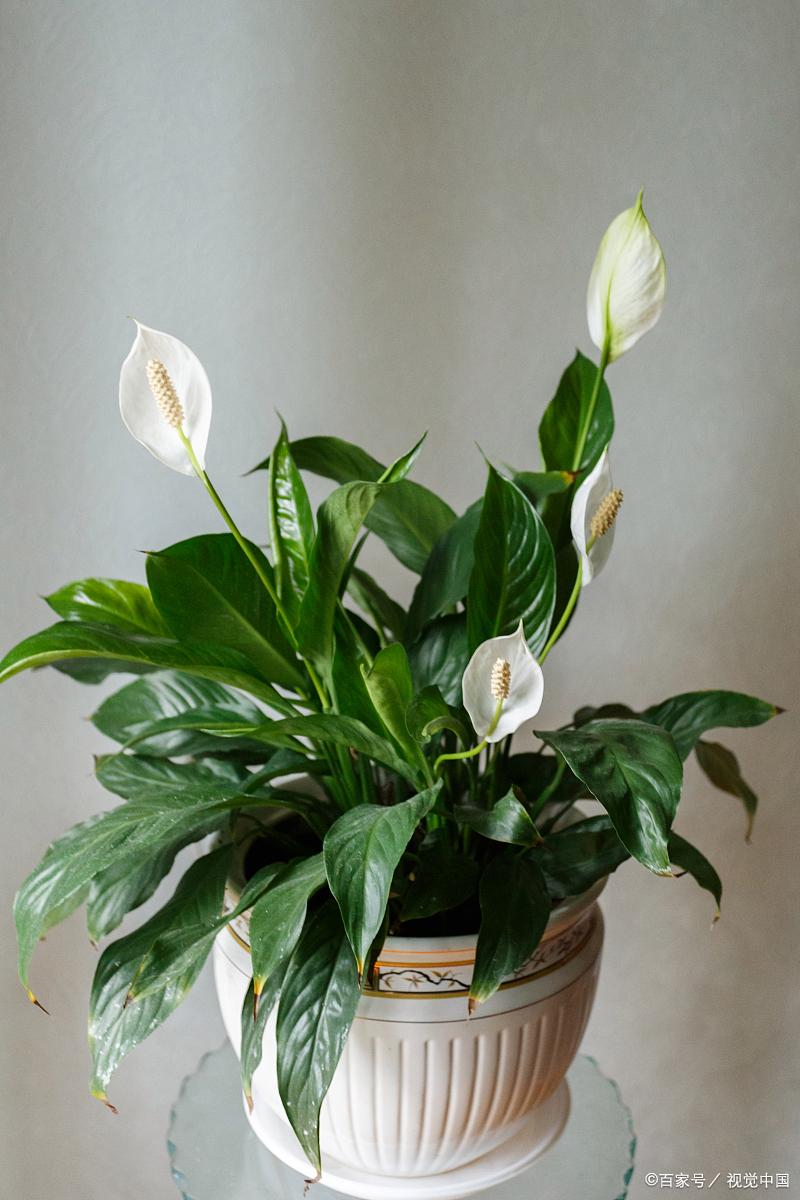 最耐阴的十大室内花卉有哪些