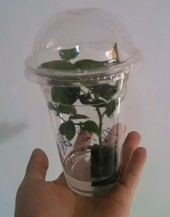 月季花能用水扦插繁殖吗