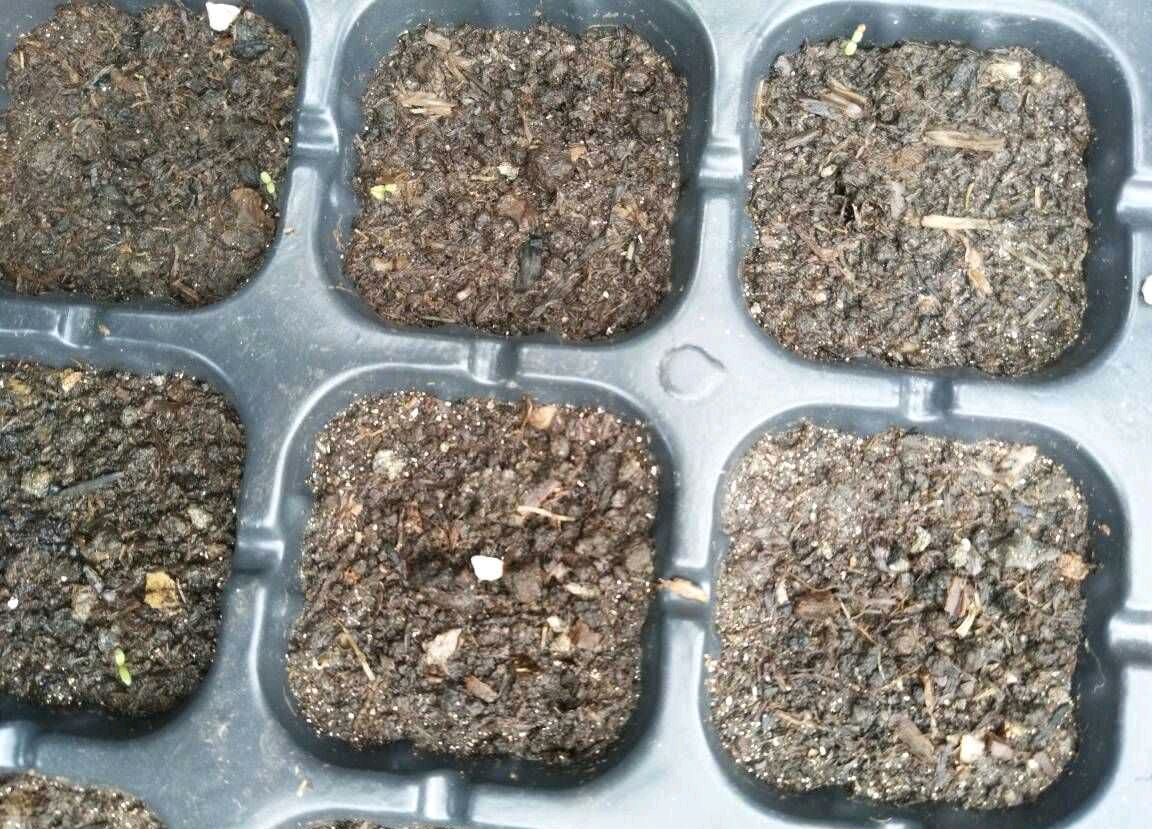 四季草莓种子的种植方法和技术