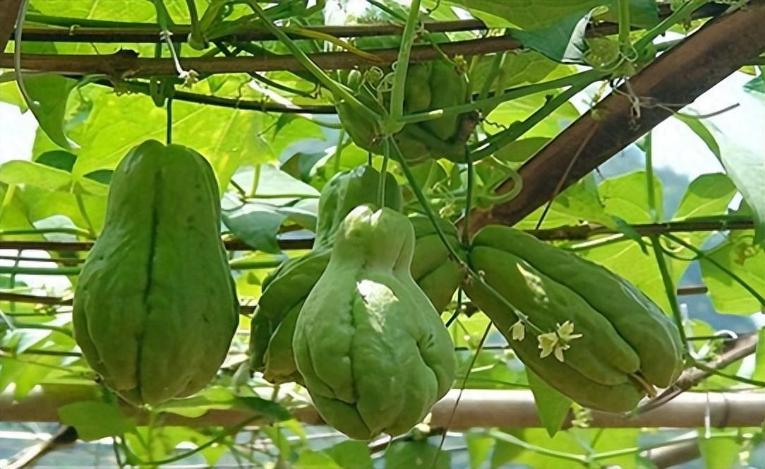 佛手瓜如何种植方法