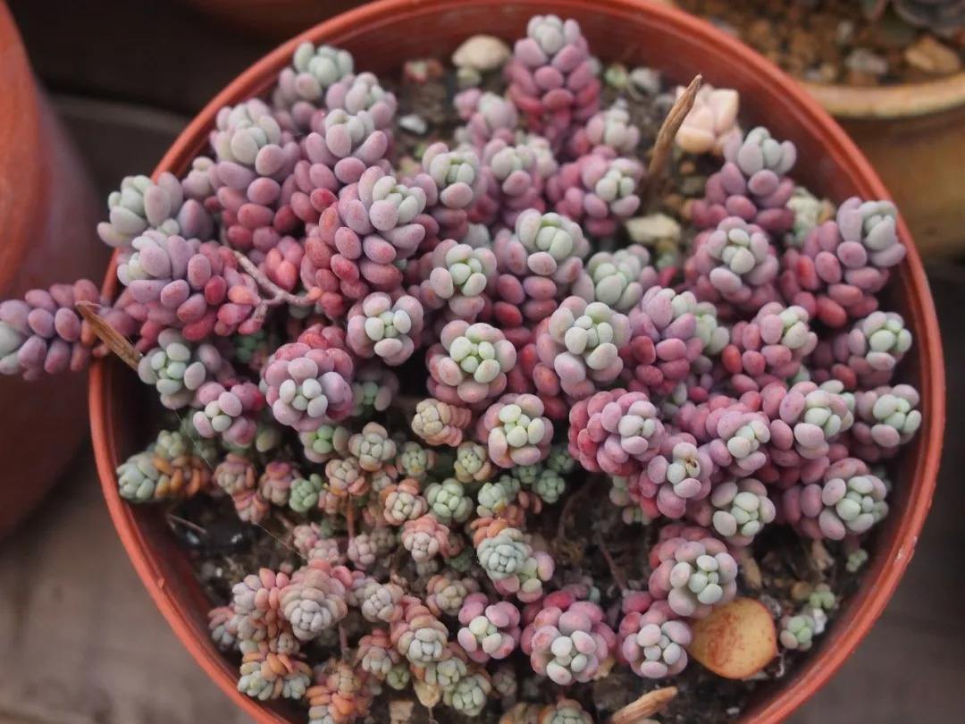 最容易养活的多肉植物有哪些