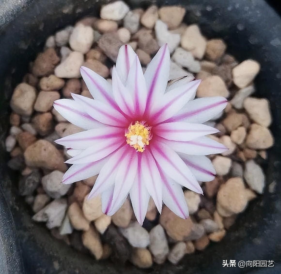 仙人球夏天怎么浇水最好