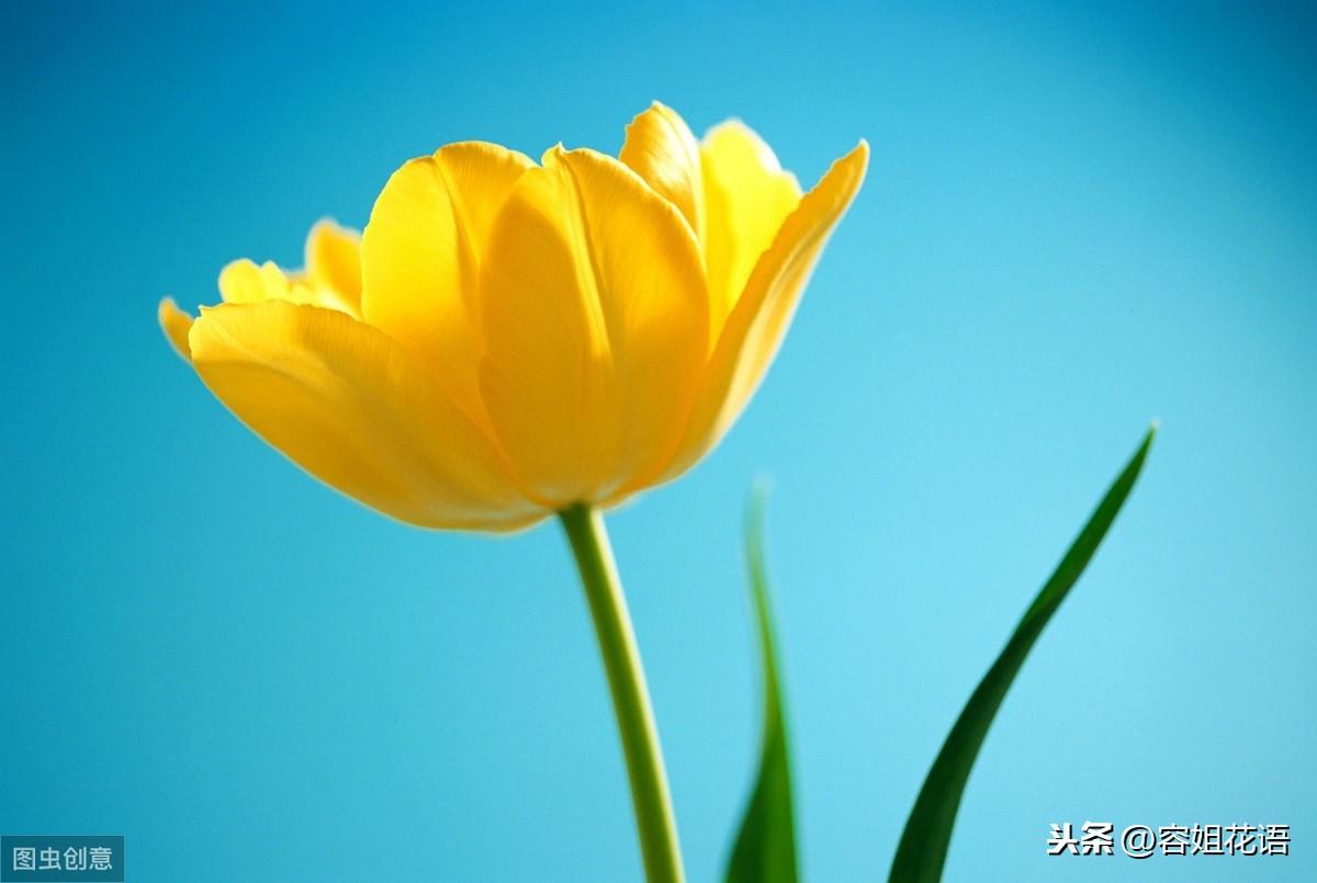 郁金香是多年生还是一年生的植物