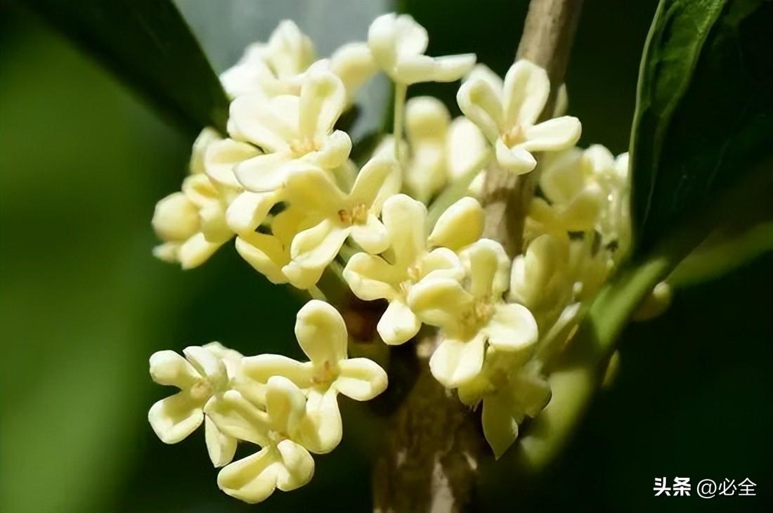 朱砂桂和金桂哪个好看